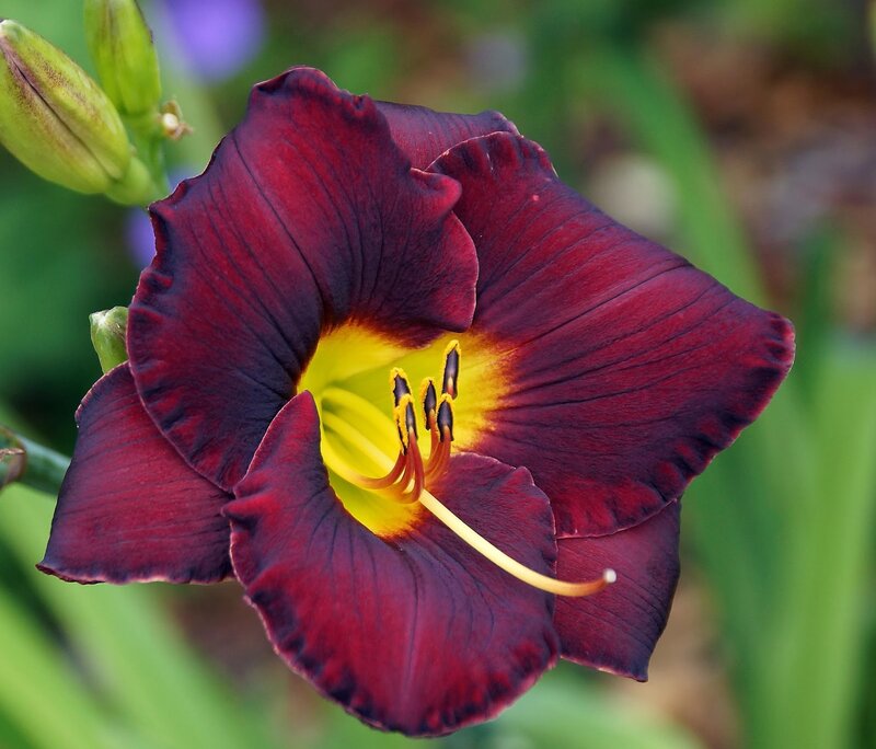 Dark Red Daylily Flower — Purple