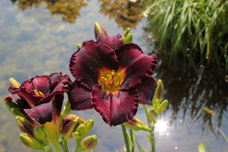 Dark Red Daylily Flower