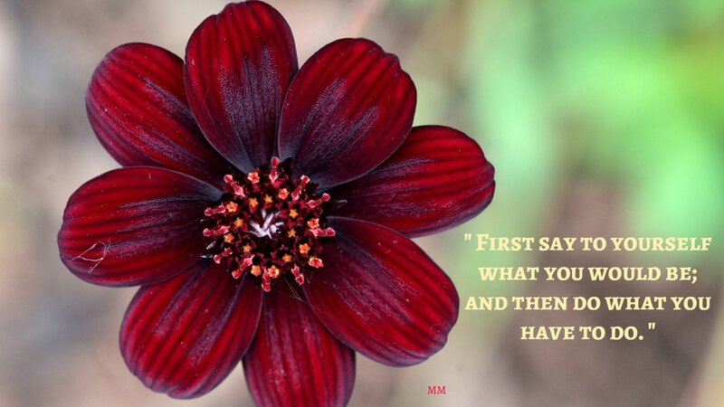 Dark Red Flower — Calm, Photograph