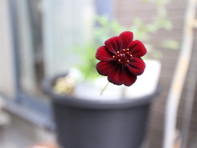 Dark Red Flower — Calm