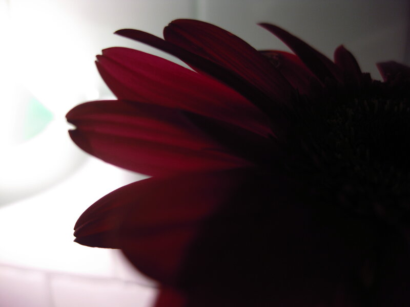 dark red flower close-up