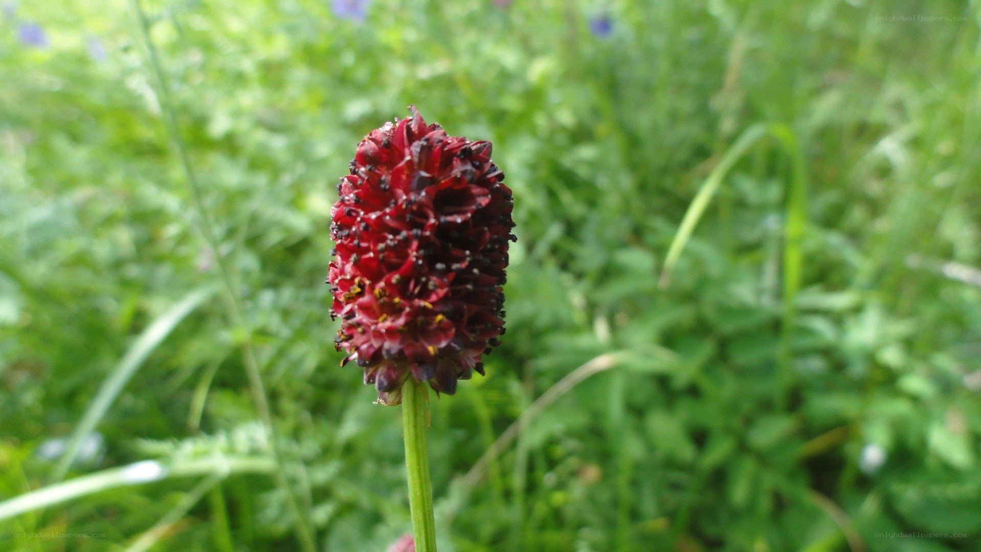 dark red flower in grass