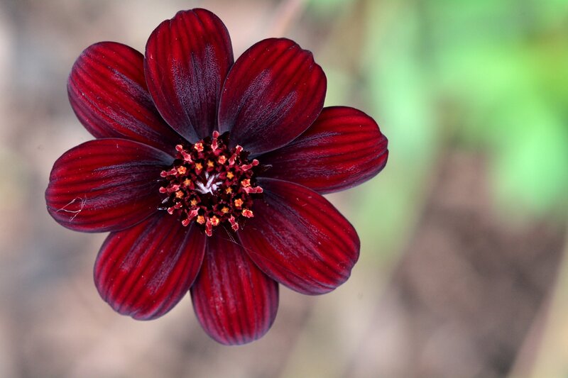 Dark Red Flower — Natural