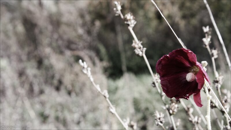 Dark Red Flower on Stem