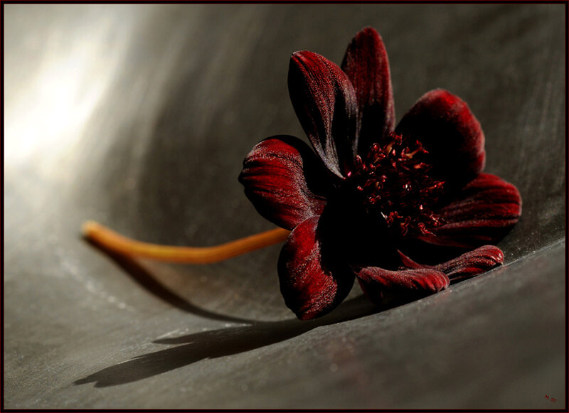 Dark Red Flower