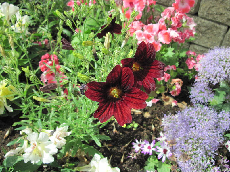 Dark Red Flowers in Garden — Calm, Afternoon