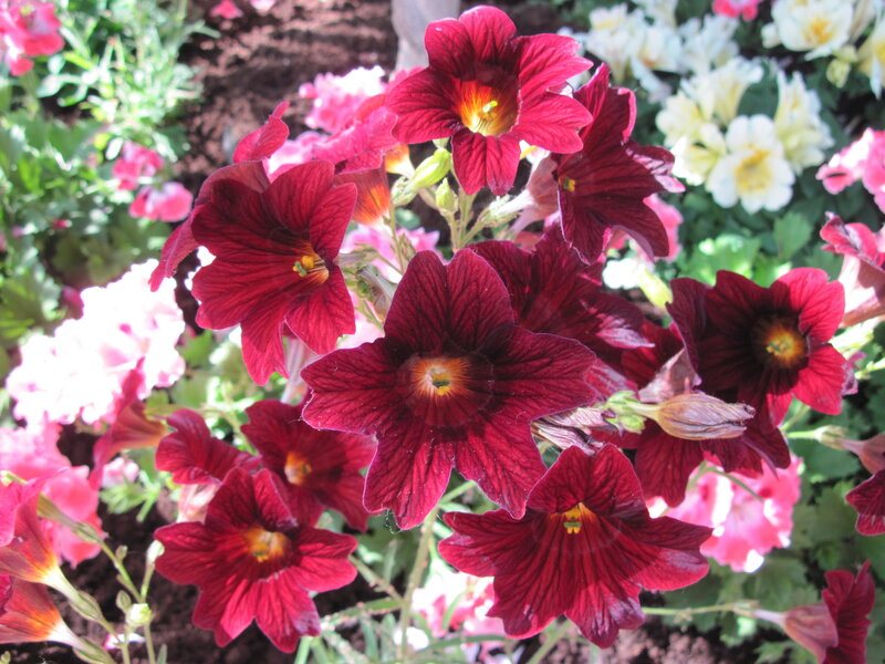 Dark Red Flowers in Garden — Calm