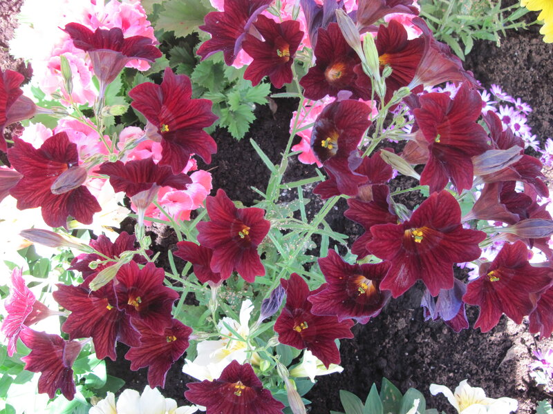 Dark Red Flowers in Garden — Natural