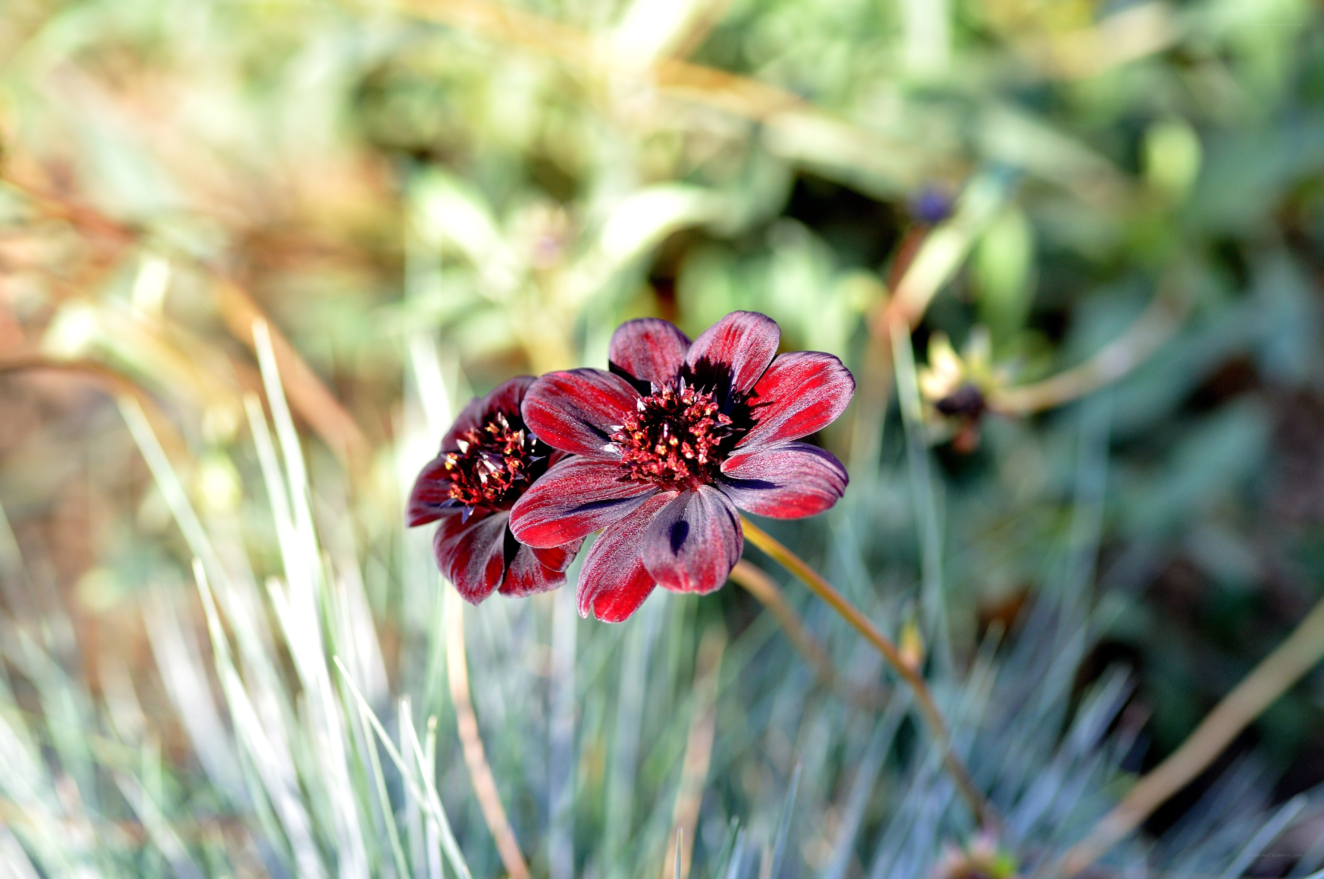 dark red flowers in garden