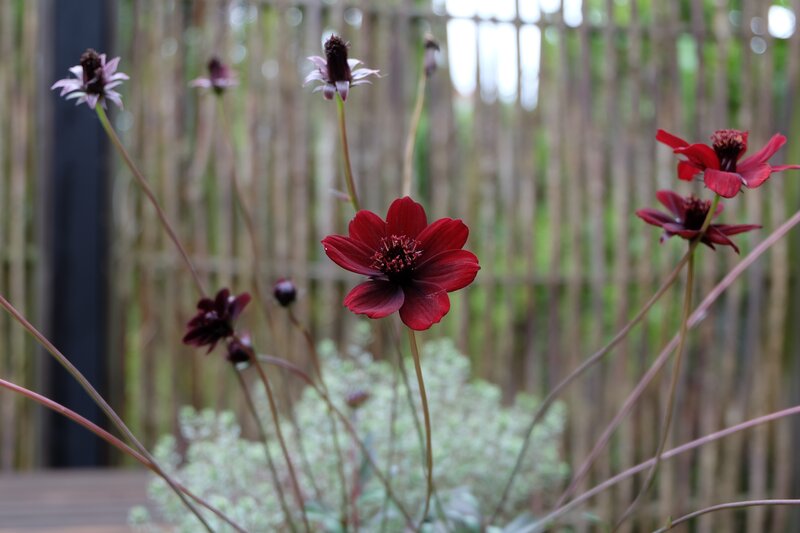 Dark Red Flowers — Serene