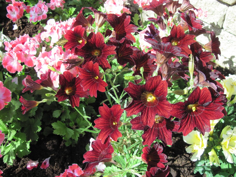 Dark Red Flowers