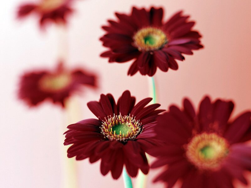 Dark Red Gerbera Daisies