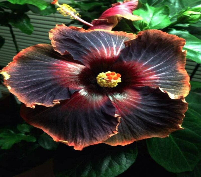Dark Red Hibiscus Flower — Dramatic