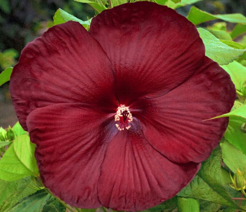 Dark Red Hibiscus Flower — Natural