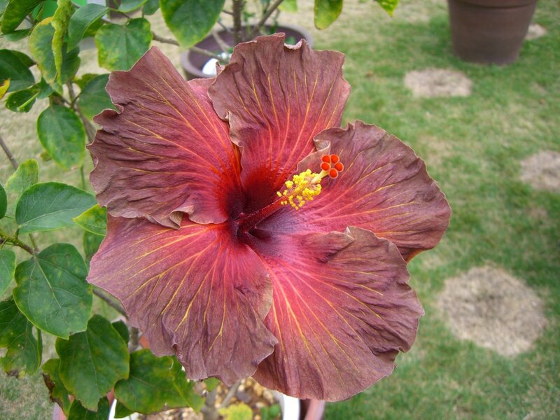 Dark Red Hibiscus Flower
