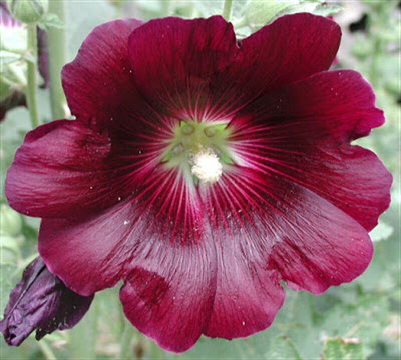 Dark Red Hollyhock Flower