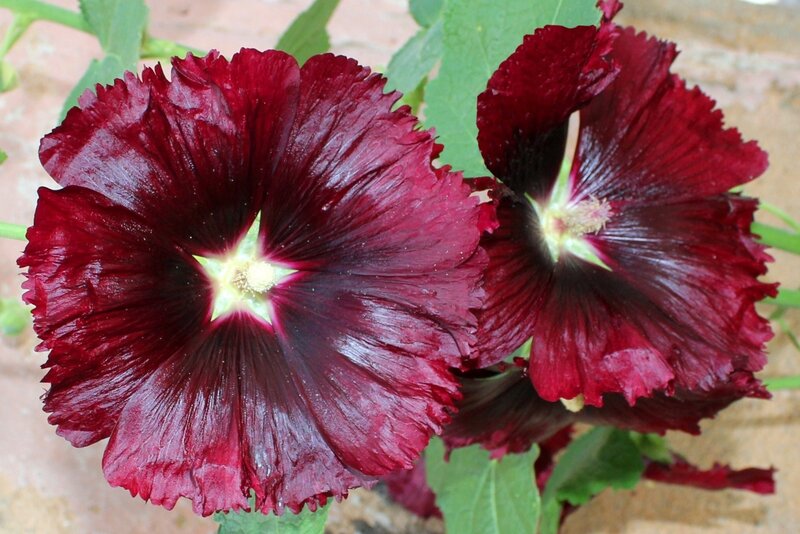Dark Red Hollyhock Flowers — Natural
