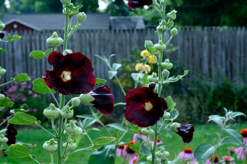 Dark Red Hollyhock Flowers
