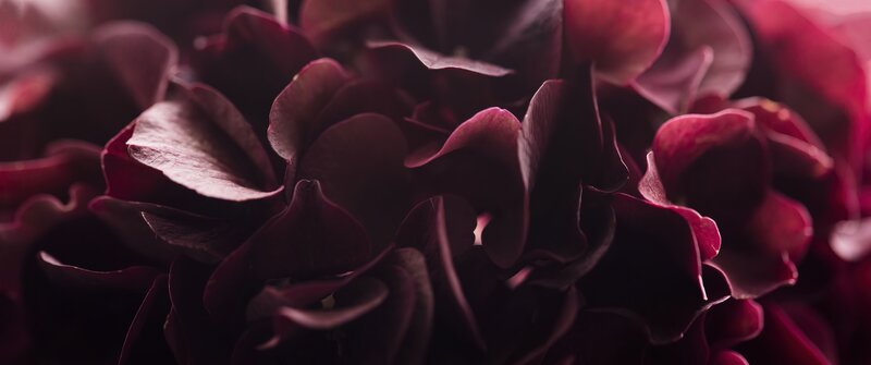 Dark Red Hydrangea Flower