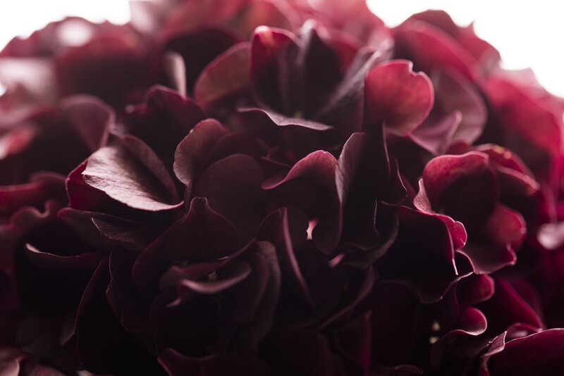 dark red hydrangea petals