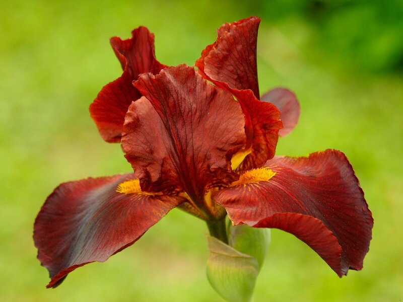 Dark Red Iris Flower