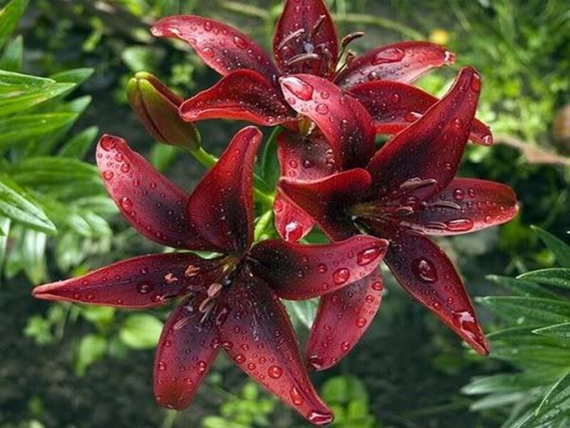 Dark Red Lilies with Water Droplets