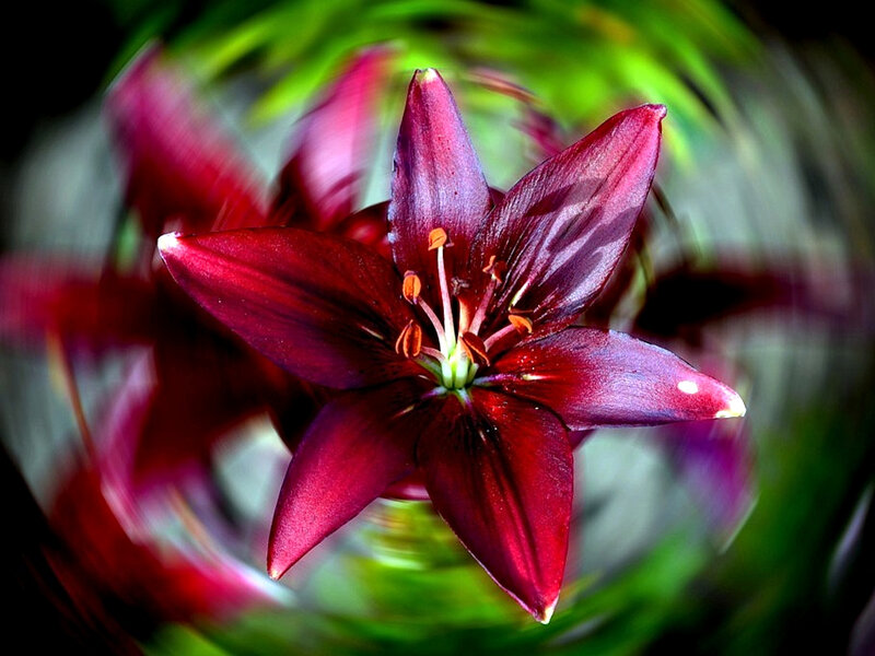 Dark Red Lily Flower — Dramatic