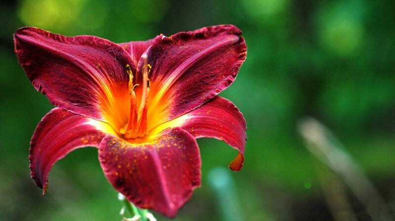 Dark Red Lily Flower — Natural, Photograph