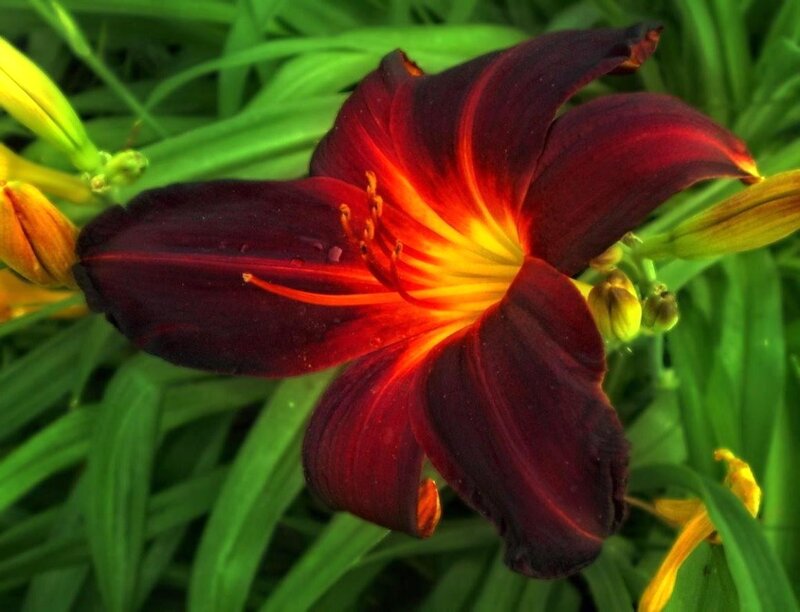 Dark Red Lily Flower — Natural