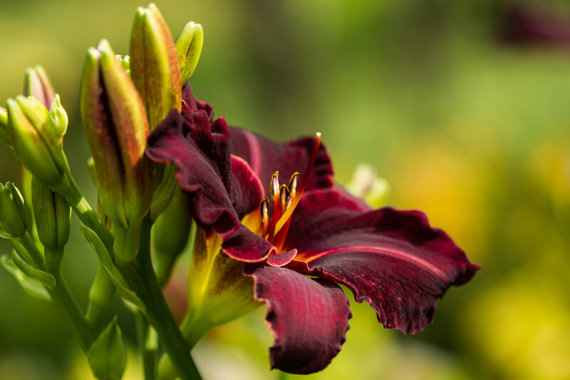 Dark Red Lily Flower — Purple