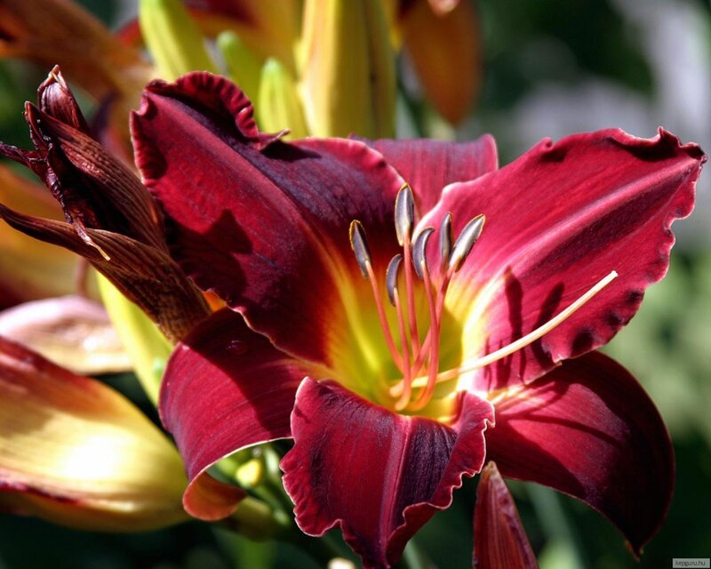 Dark Red Lily Flower