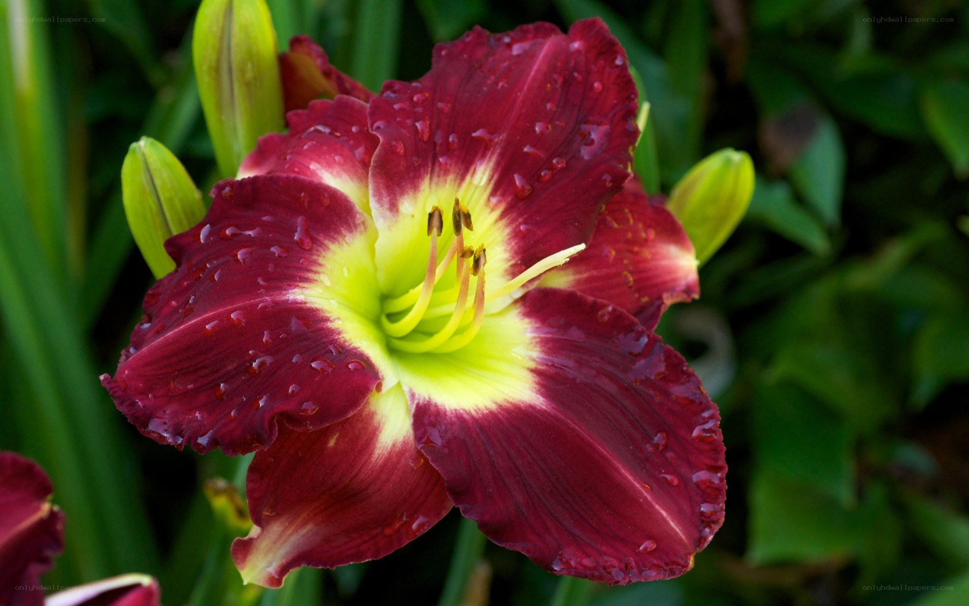 dark red lily with water droplets