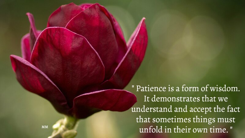 Dark Red Magnolia Flower
