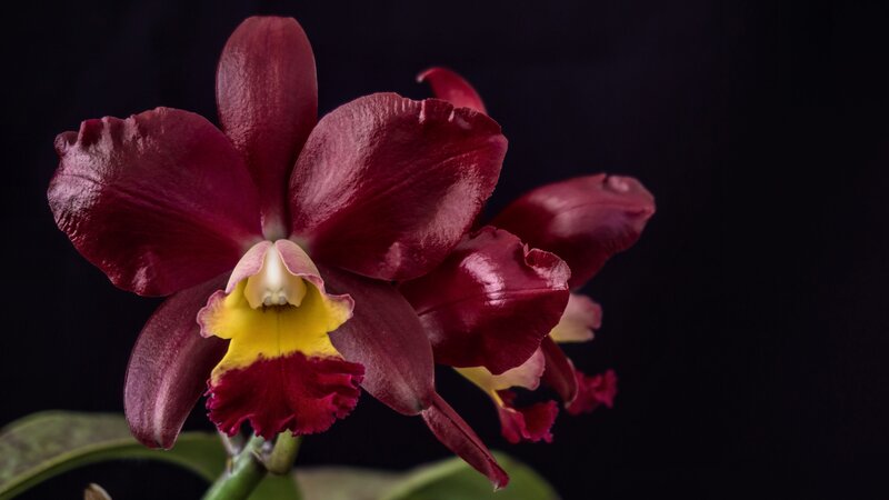 Dark Red Orchid Flower — Maroon