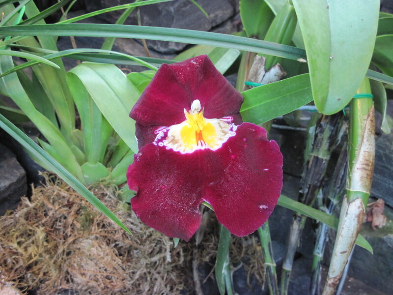 Dark Red Orchid Flower — Natural