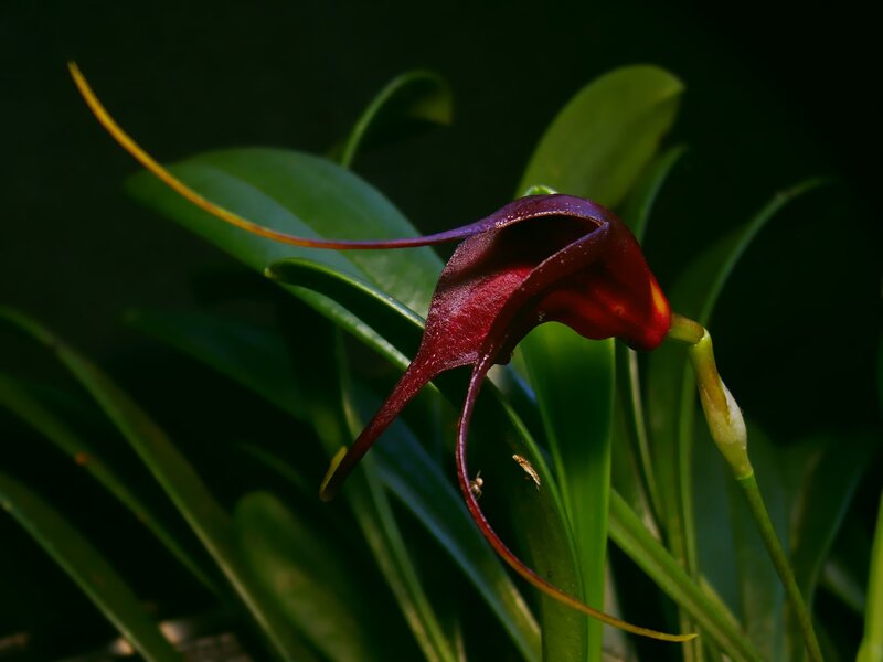 dark red orchid flower