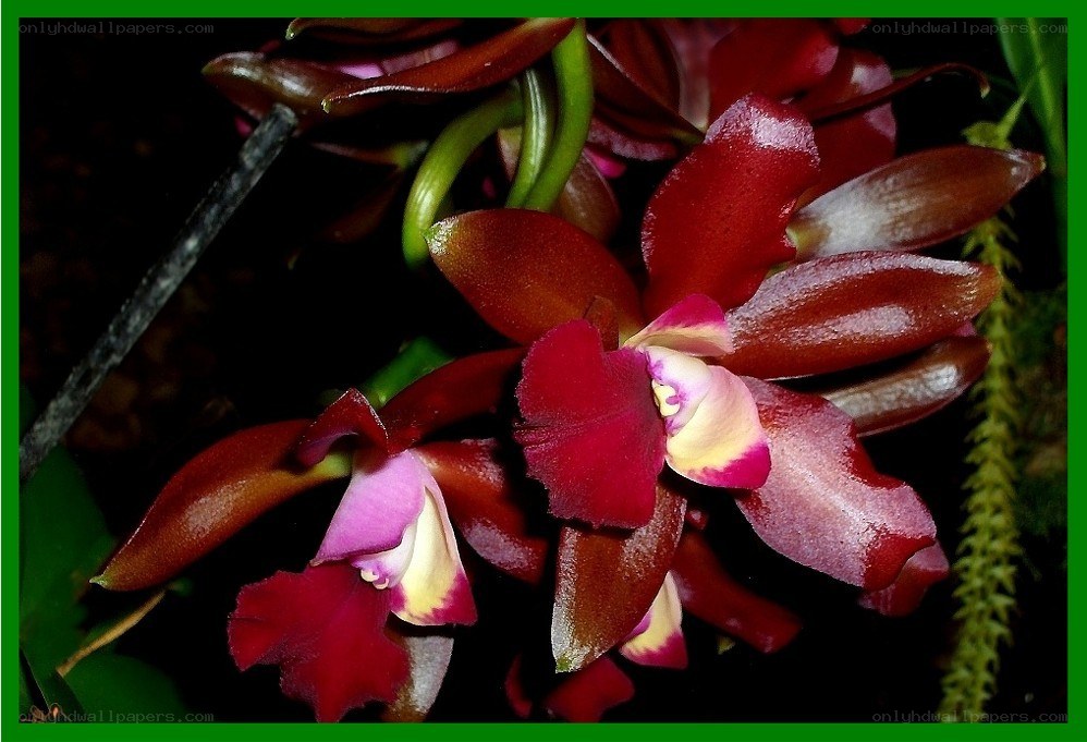 dark red orchid flowers