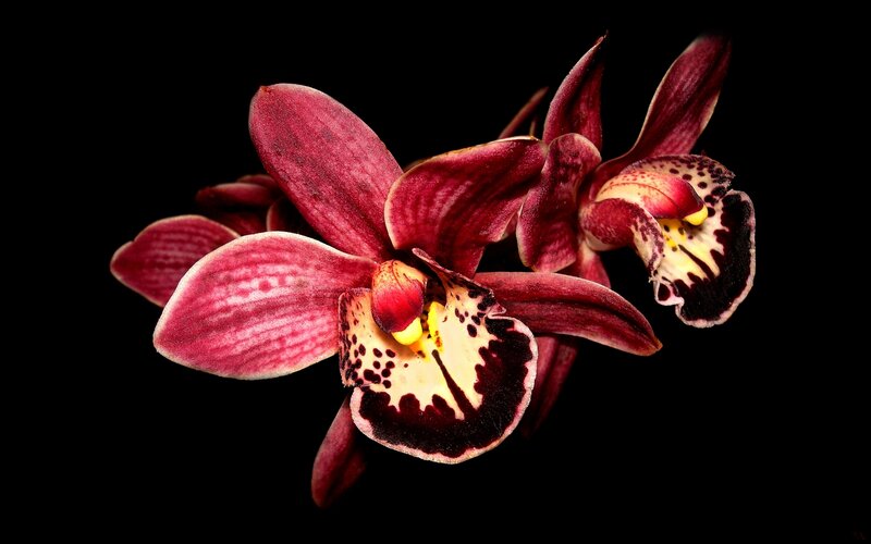 Dark Red Orchid Flowers — Dramatic, Photograph, Petals