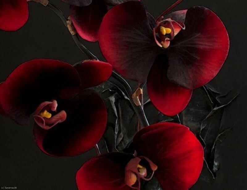 Dark Red Orchid Flowers — Dramatic, Photograph