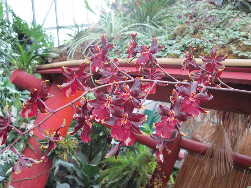 Dark Red Orchid Flowers — Natural, Photograph