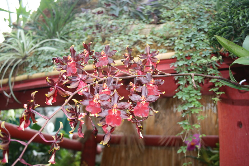 Dark Red Orchid Flowers — Natural
