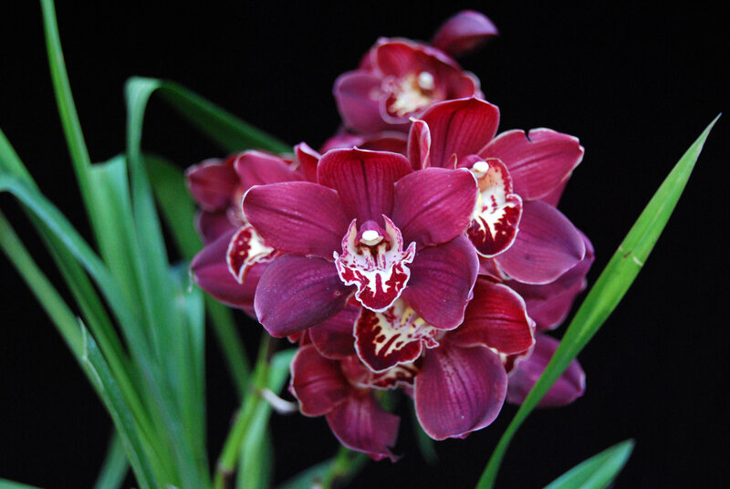 Dark Red Orchid Flowers — Purple