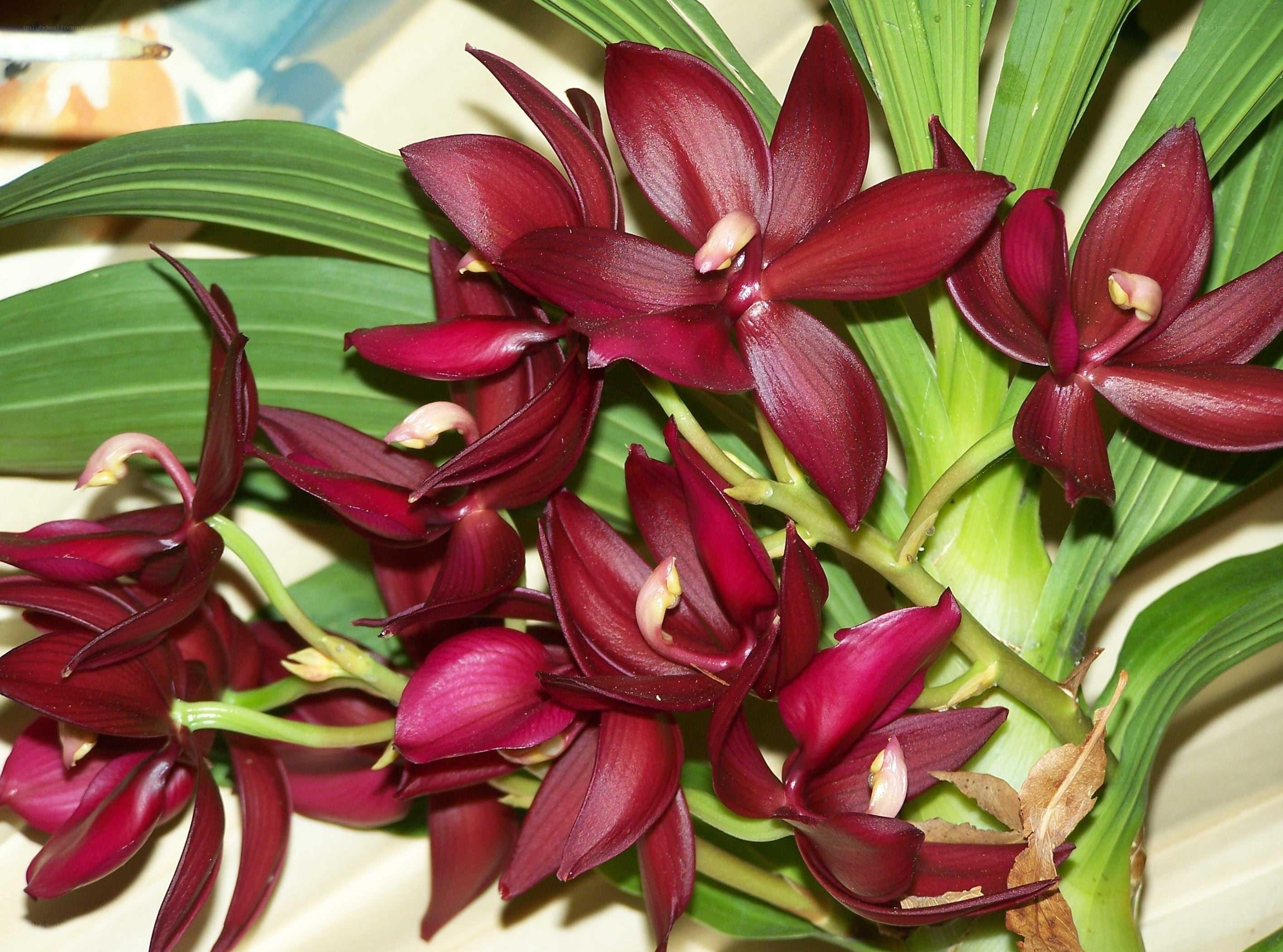 dark red orchid flowers