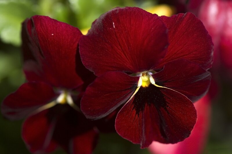 Dark Red Pansy Flowers