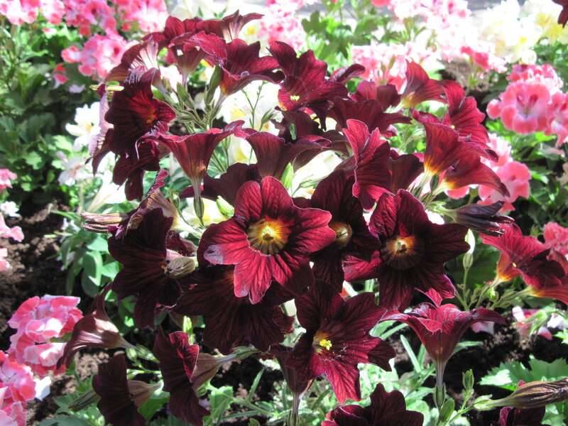 Dark Red Petunia Flowers