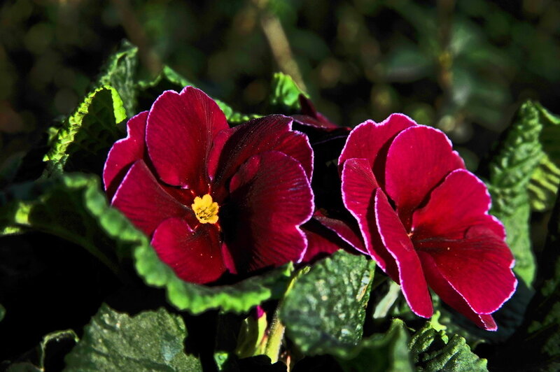 Dark Red Primrose Flowers