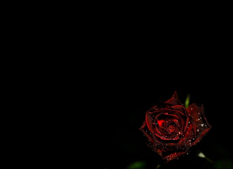 Dark Red Rose — Black