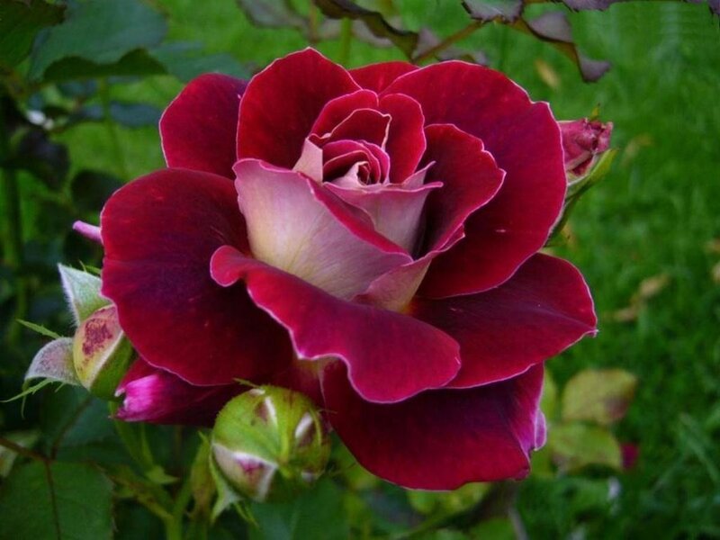 Dark Red Rose Bloom — Calm, Afternoon