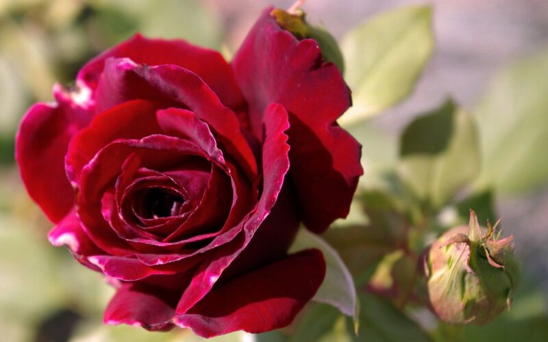 Dark Red Rose Bloom — Calm