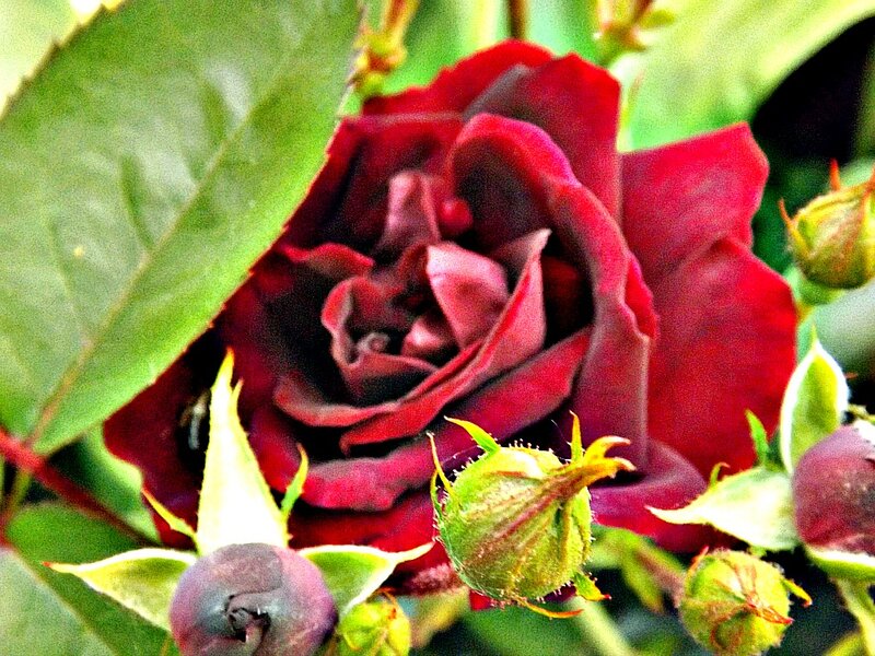 Dark Red Rose Bloom — Natural, Photograph